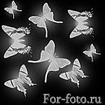 Кисти — Сборник бабочек