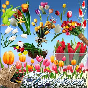 скачать бесплатно Цветы — Тюльпаны