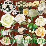 Цветы — Белые розы