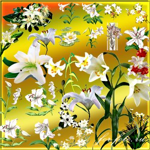 скачать бесплатно Цветы — Белые лилии