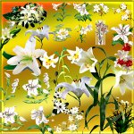 Цветы — Белые лилии