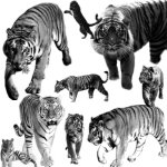 Кисти — Тигры